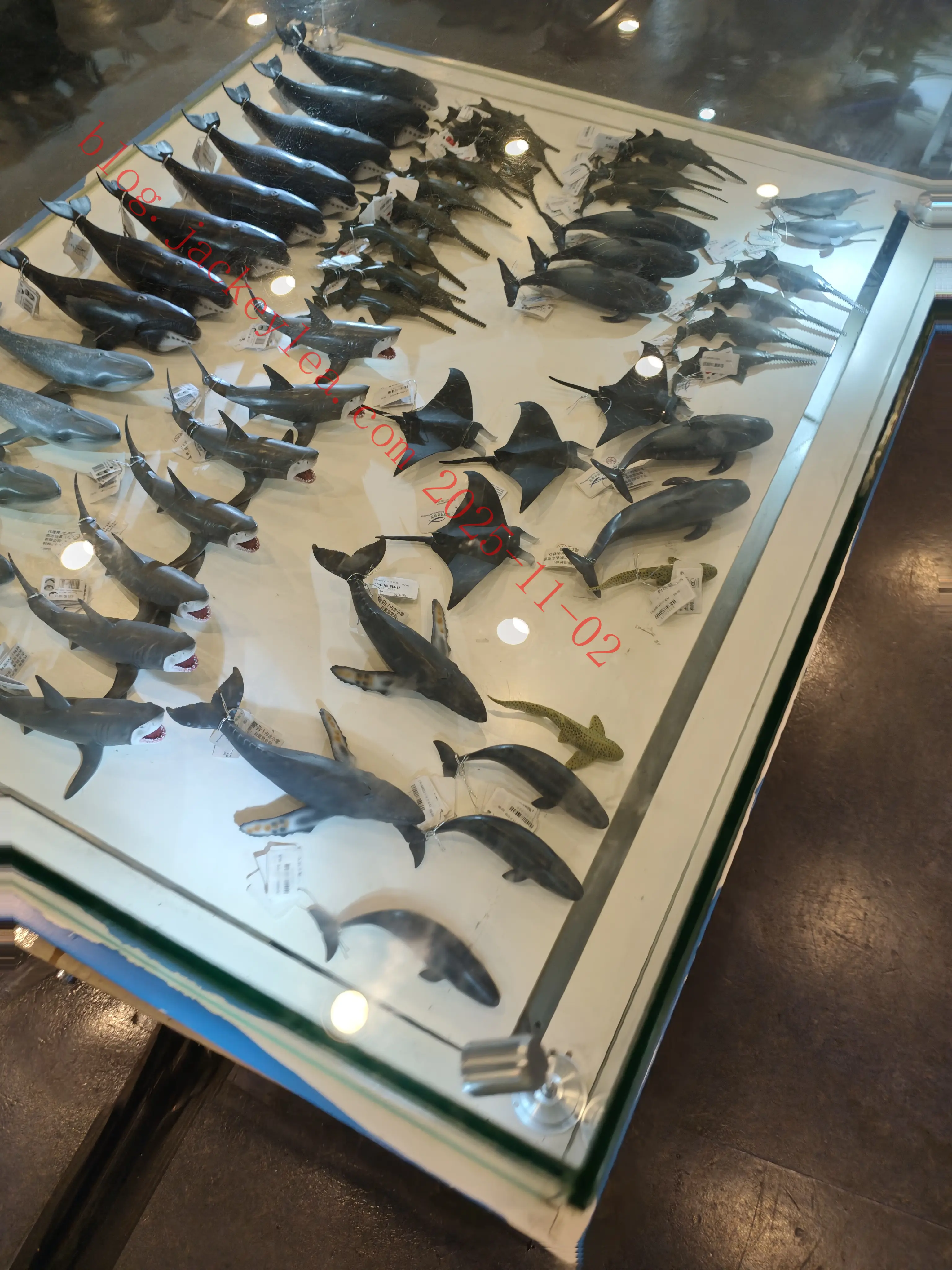 上海海洋水族馆