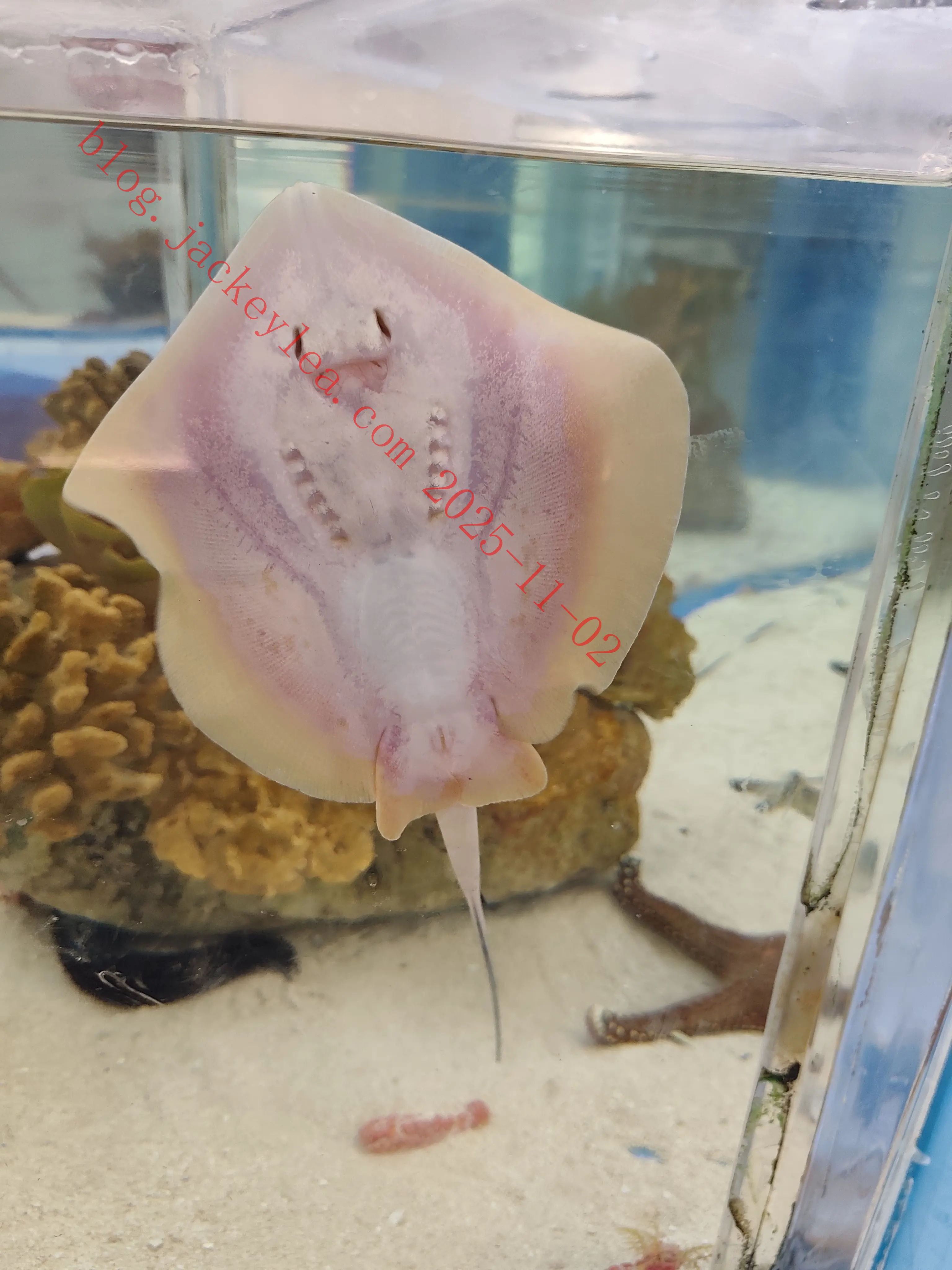 上海海洋水族馆