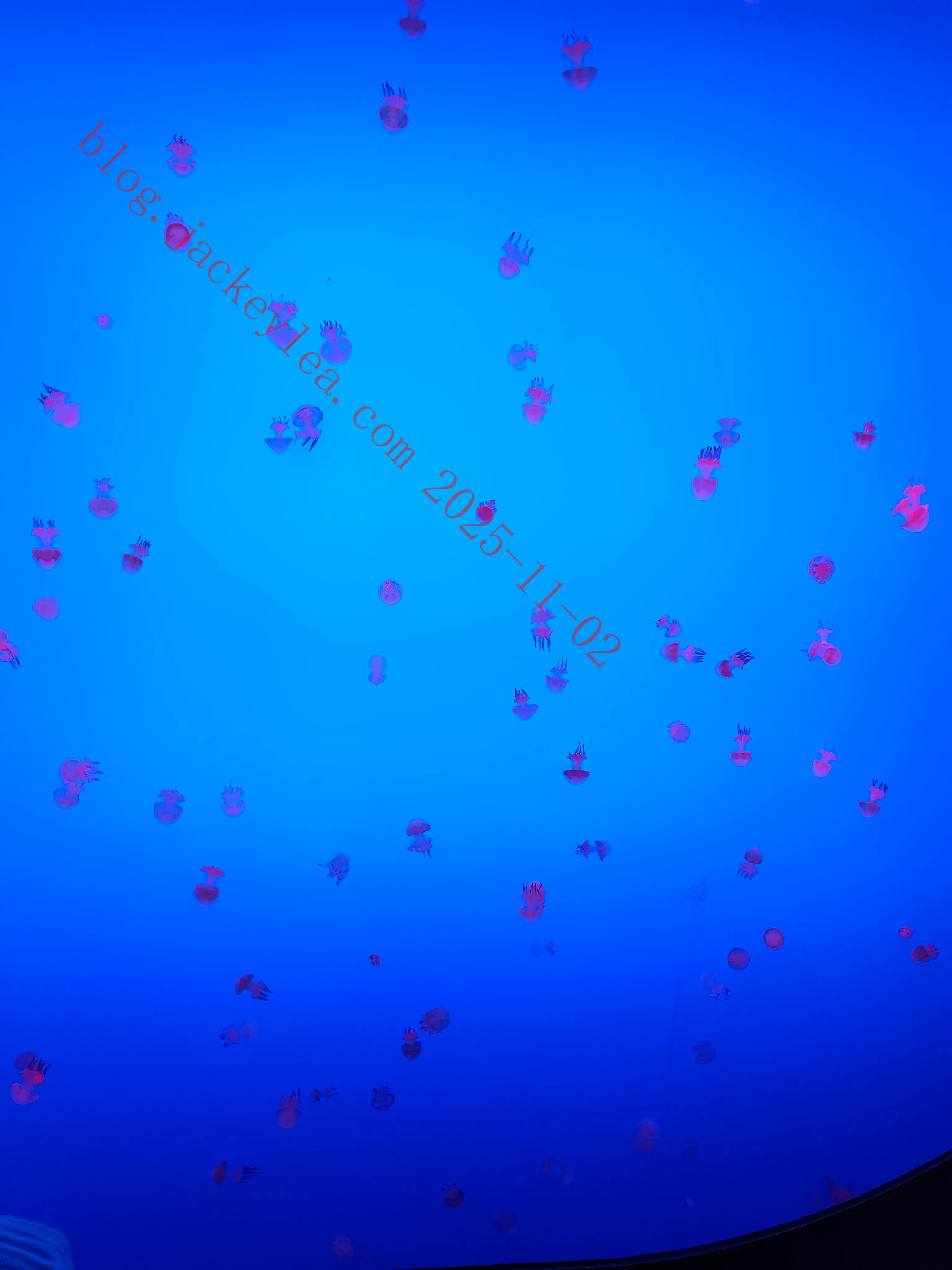 上海海洋水族馆