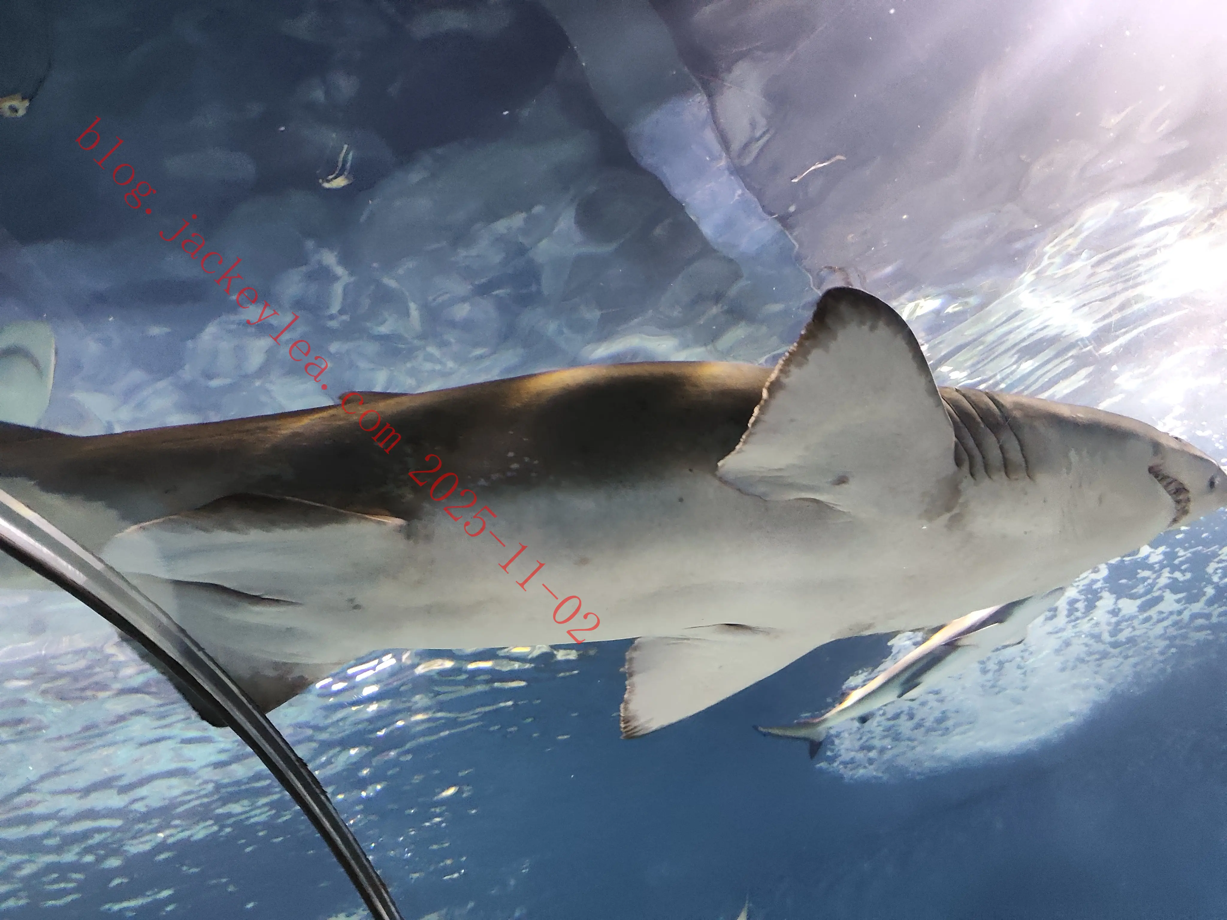 上海海洋水族馆